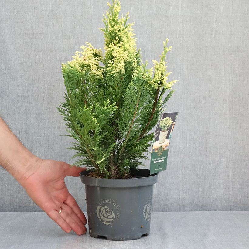 Exemplaar van Chamaecyparis lawsoniana Pygmaea Argentea - Californische cipres Pot van 2 l/3 l zoals geleverd in de zomer