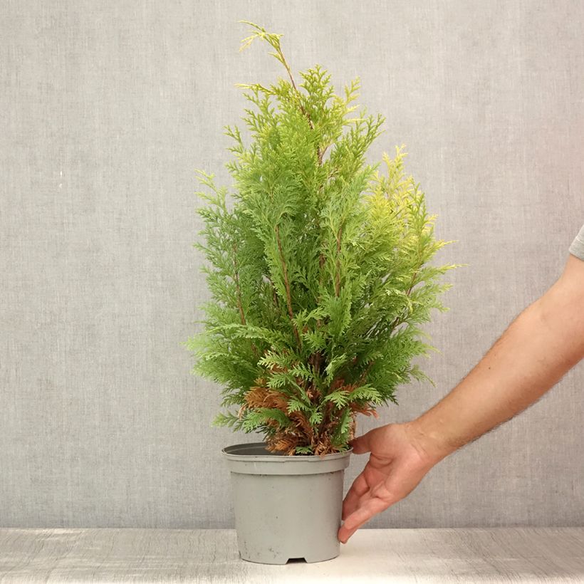 Exemplaar van Chamaecyparis lawsoniana Stardust - Californische cipres Pot van 2 l/3 l zoals geleverd in de zomer