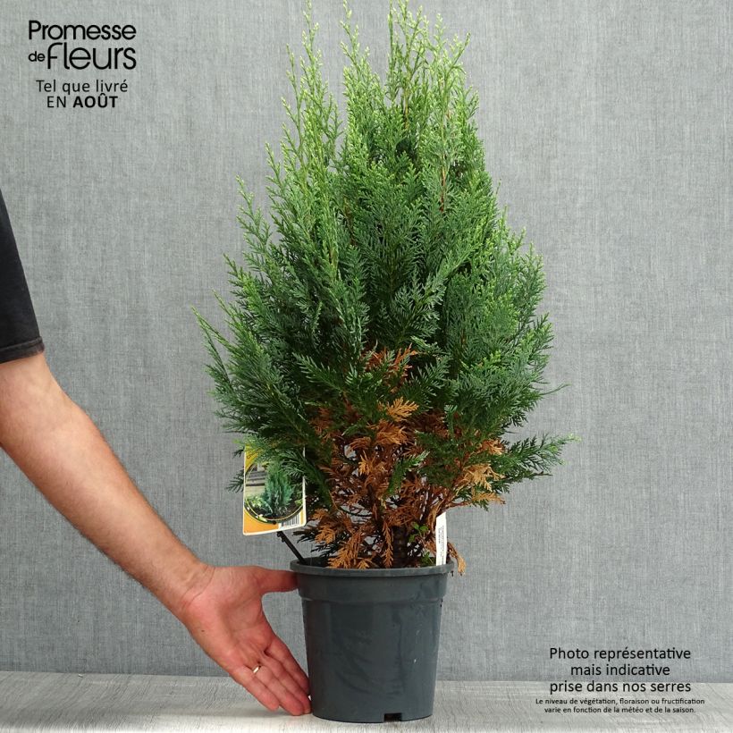 Exemplaar van Chamaecyparis lawsoniana White Spot - Californische cipres Pot van 2 l/3 l zoals geleverd in de zomer