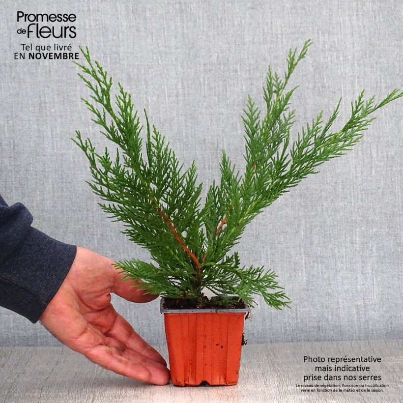 Exemplaar van Cupressocyparis leylandii Castlewellan Gold - Leylandcipres Kweekpotje van 8/9 cm zoals geleverd in de herfst