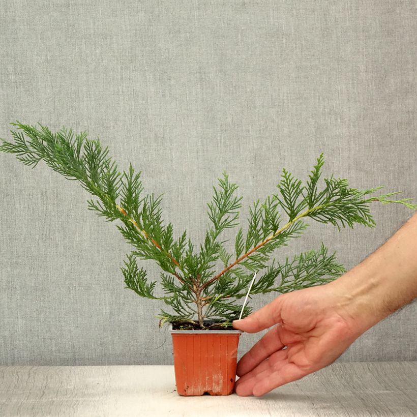 Exemplaar van Cupressocyparis leylandii Castlewellan Gold - Leylandcipres Kweekpotje van 8/9 cm zoals geleverd in de zomer