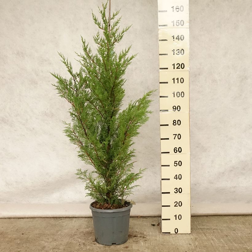 Exemplaar van Cupressocyparis leylandii Castlewellan Gold - Leylandcipres Pot van 6 l/7 l zoals geleverd in de zomer