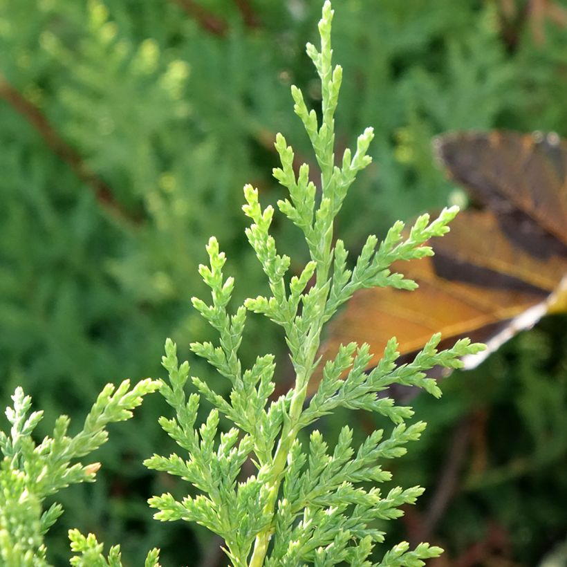 Cupressocyparis leylandii Excalibur Gold - Leylandcipres (Blad)