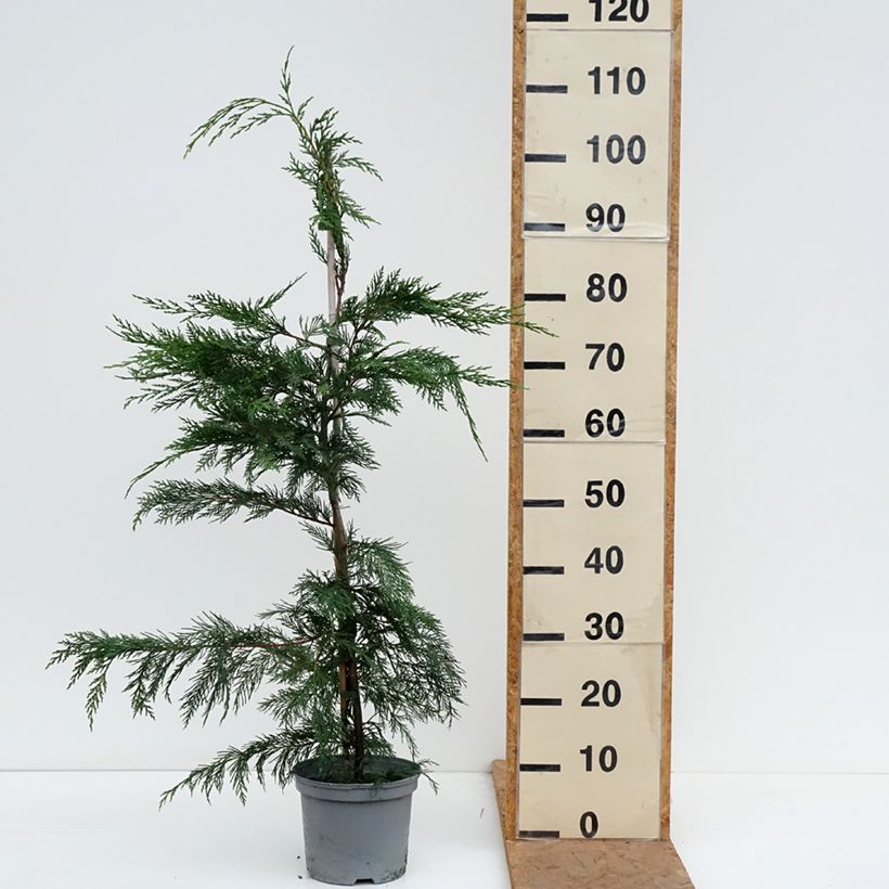 Exemplaar van Cupressocyparis leylandii Castlewellan Gold - Leylandcipres Pot van 4 l/5 l zoals geleverd in de herfst