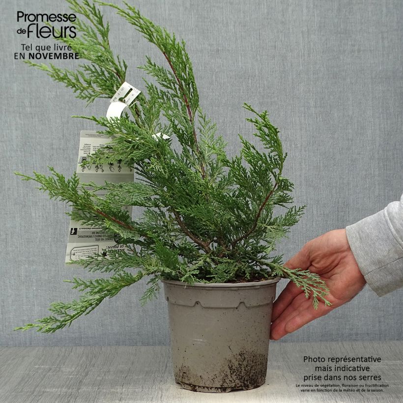 Exemplaar van Cupressocyparis leylandii Excalibur Gold - Leylandcipres Pot van 2 l/3 l zoals geleverd in de herfst