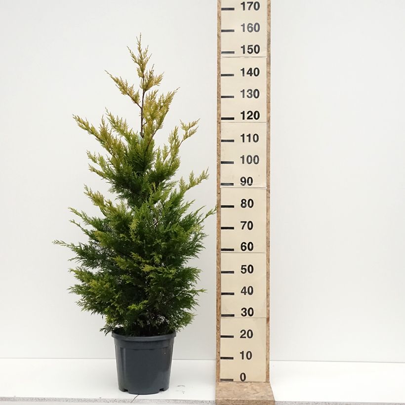 Exemplaar van Cyprès de Leyland - Cupressocyparis leylandii Gold Rider Pot de 6L/7L zoals geleverd in de winter