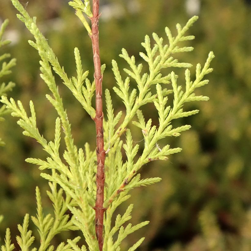 Cupressocyparis leylandii Oger - Leylandcipres (Blad)