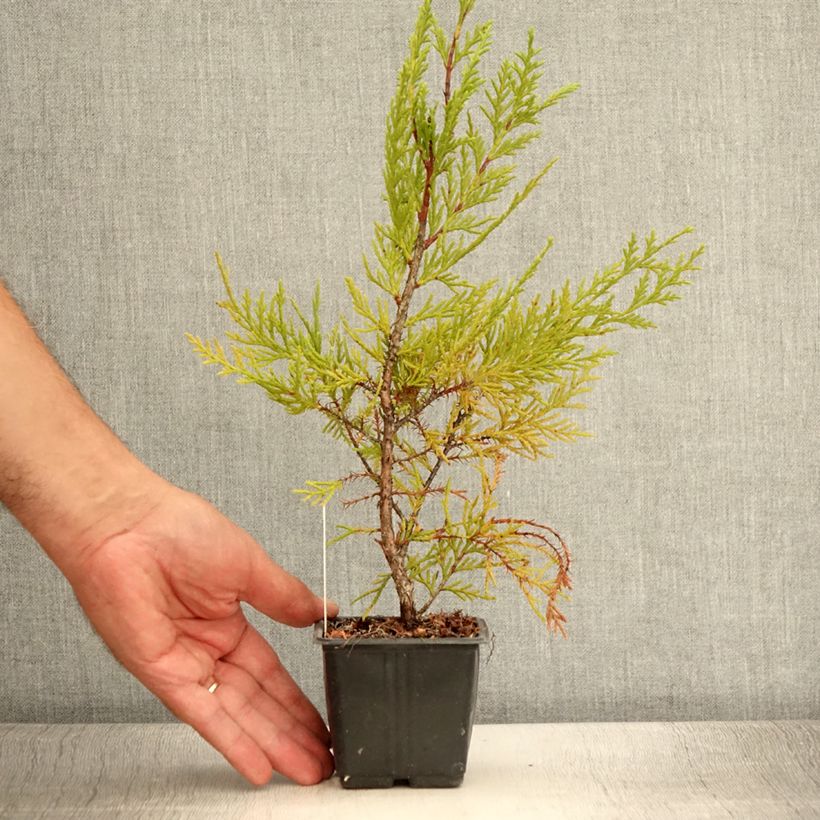 Exemplaar van Cupressocyparis leylandii Oger - Leylandcipres Kweekpotje van 8/9 cm zoals geleverd in de zomer