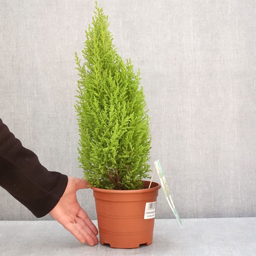 Exemplaar van Cyprès de Lambert Wilma - Cupressus macrocarpa Pot de 2L/3L zoals geleverd in de winter