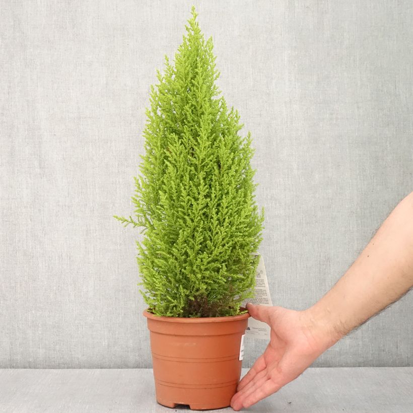 Example of Cupressus macrocarpa Wilma - Kamercipres Pot van 2 l/3 l as you get in printemps