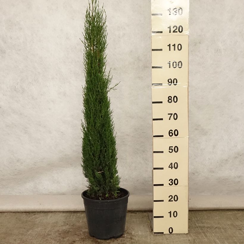 Exemplaar van Cupressus sempervirens Pyramidalis - Italiaanse cipres Pot van 4 l/5 l zoals geleverd in de zomer