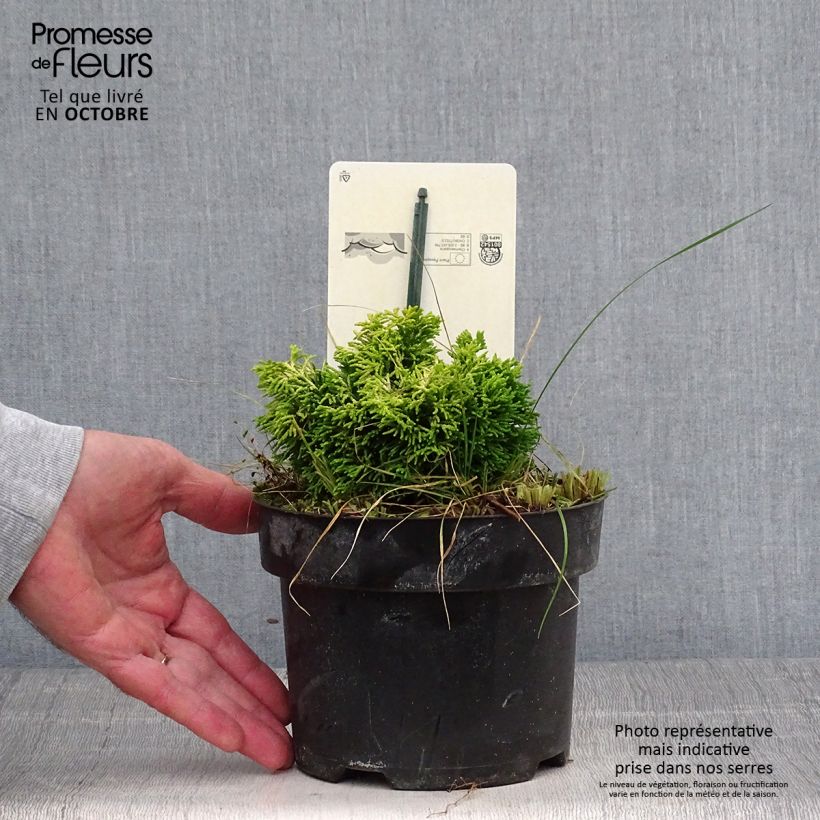 Exemplaar van Chamaecyparis obtusa Butterball - Hinoki cipres Pot van 2 l/3 l zoals geleverd in de herfst
