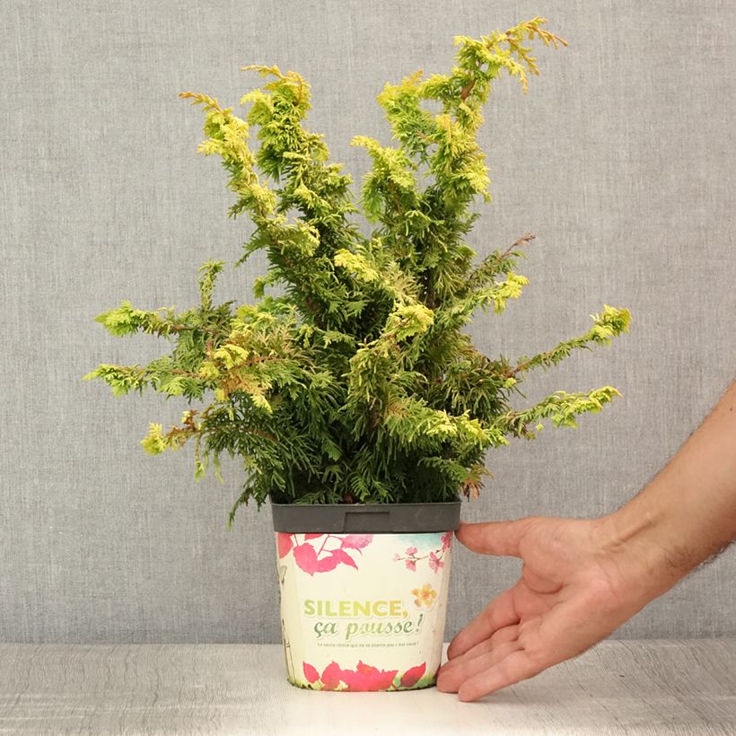 Exemplaar van Chamaecyparis obtusa Fernspray Gold - Hinoki cipres Pot van 2 l/3 l zoals geleverd in de zomer