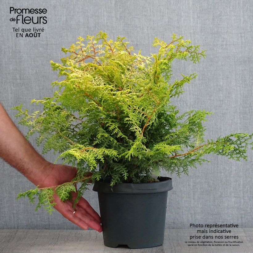 Exemplaar van Chamaecyparis obtusa Lucas - Hinoki cipres Pot van 2 l/3 l zoals geleverd in de zomer