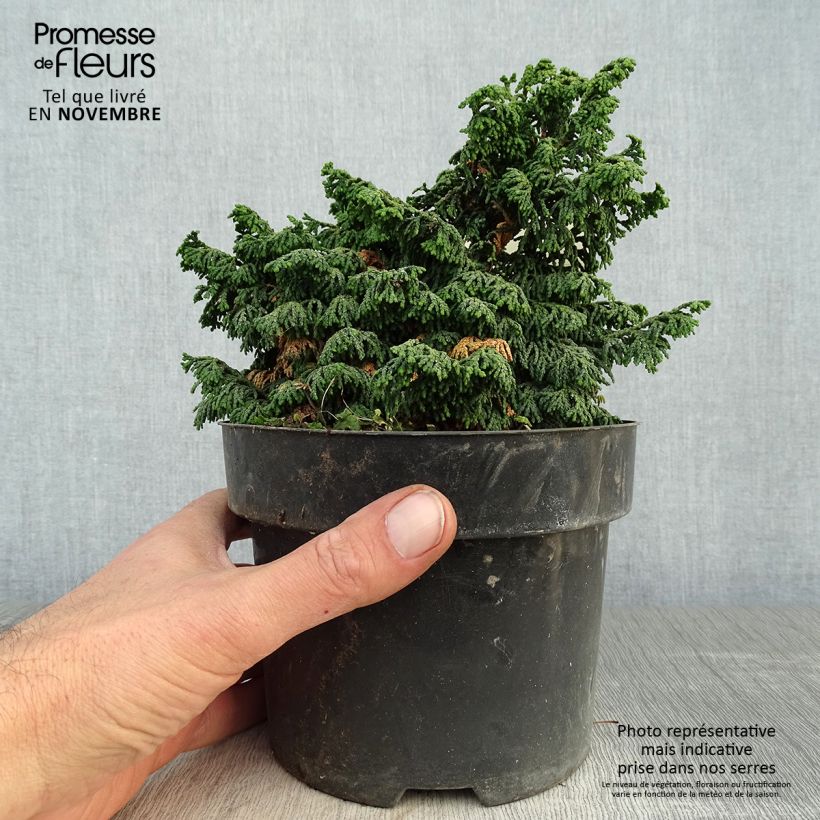 Exemplaar van Chamaecyparis obtusa Maureen - Hinoki cipres Pot van 2 l/3 l zoals geleverd in de herfst