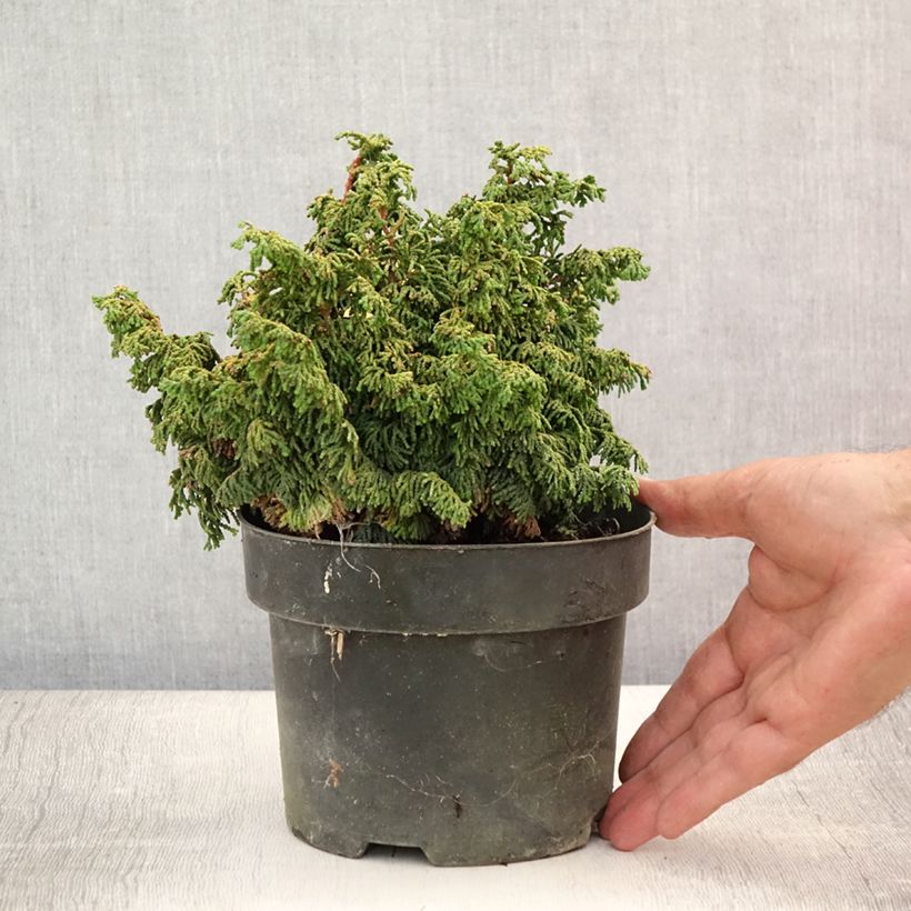 Exemplaar van Chamaecyparis obtusa Maureen - Hinoki cipres Pot van 2 l/3 l zoals geleverd in de zomer