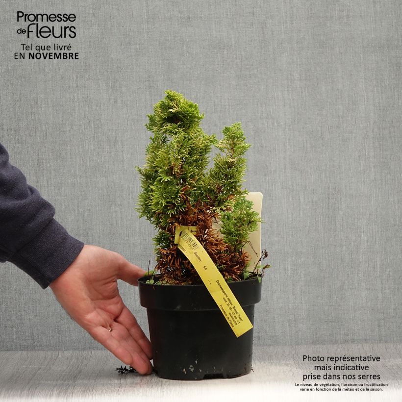 Exemplaar van Chamaecyparis obtusa Meroki Twin - Hinoki cipres Pot van 2 l/3 l zoals geleverd in de herfst
