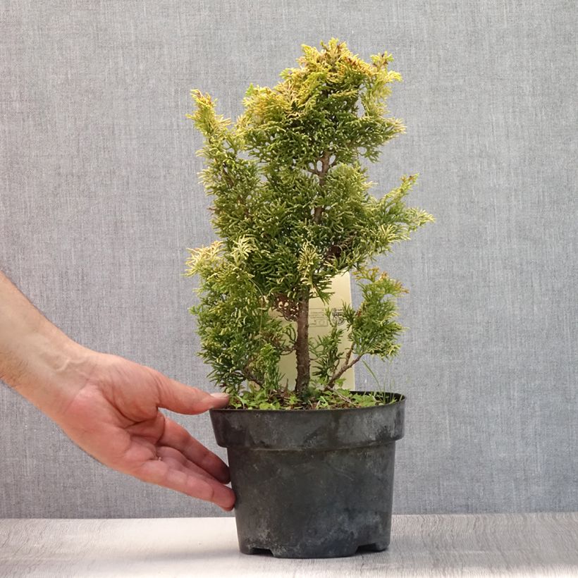 Exemplaar van Chamaecyparis obtusa Meroki Twin - Hinoki cipres Pot van 2 l/3 l zoals geleverd in de zomer