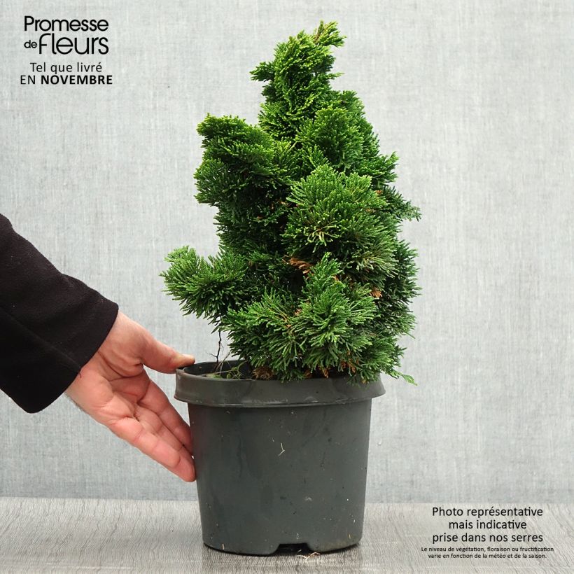 Exemplaar van Chamaecyparis obtusa Nana Aurea - Hinoki cipres Pot van 2 l/3 l zoals geleverd in de herfst