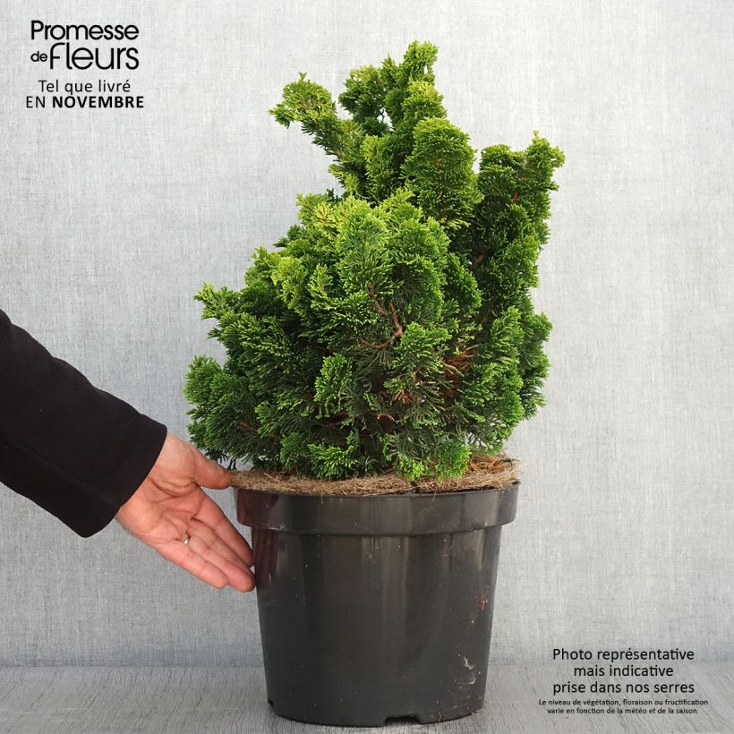 Exemplaar van Chamaecyparis obtusa Nana Aurea - Hinoki cipres Pot van 7,5 l/10 l, Stengel zoals geleverd in de herfst