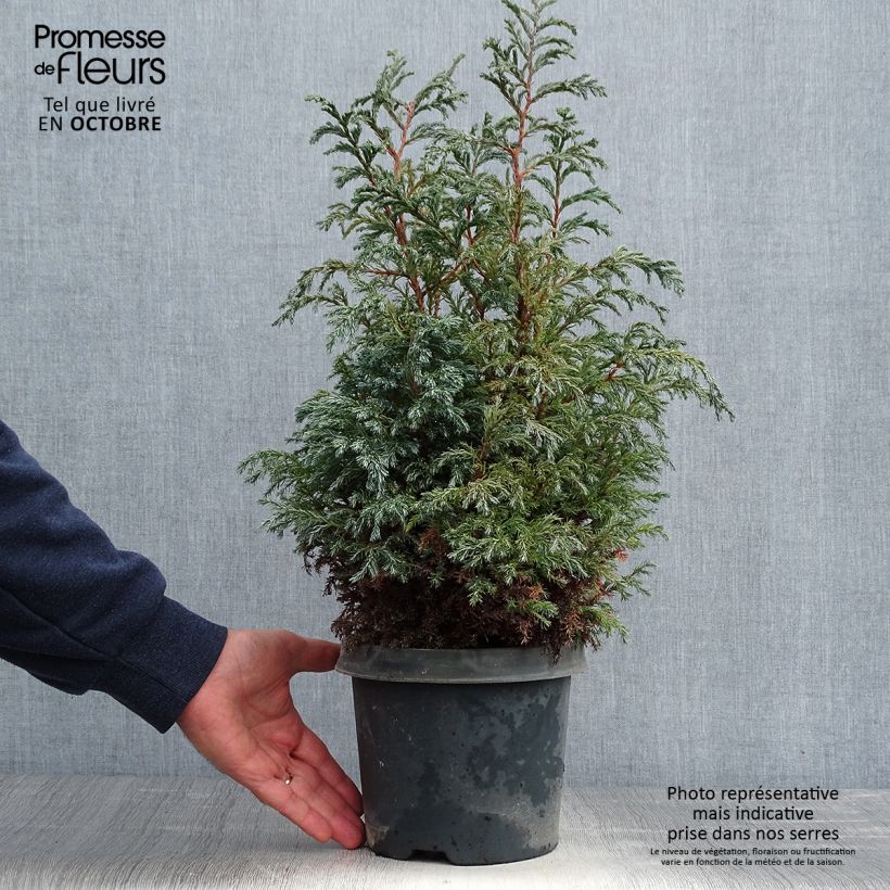 Exemplaar van Chamaecyparis pisifera Baby Blue - Schijncipres Pot van 3 l/4 l zoals geleverd in de herfst