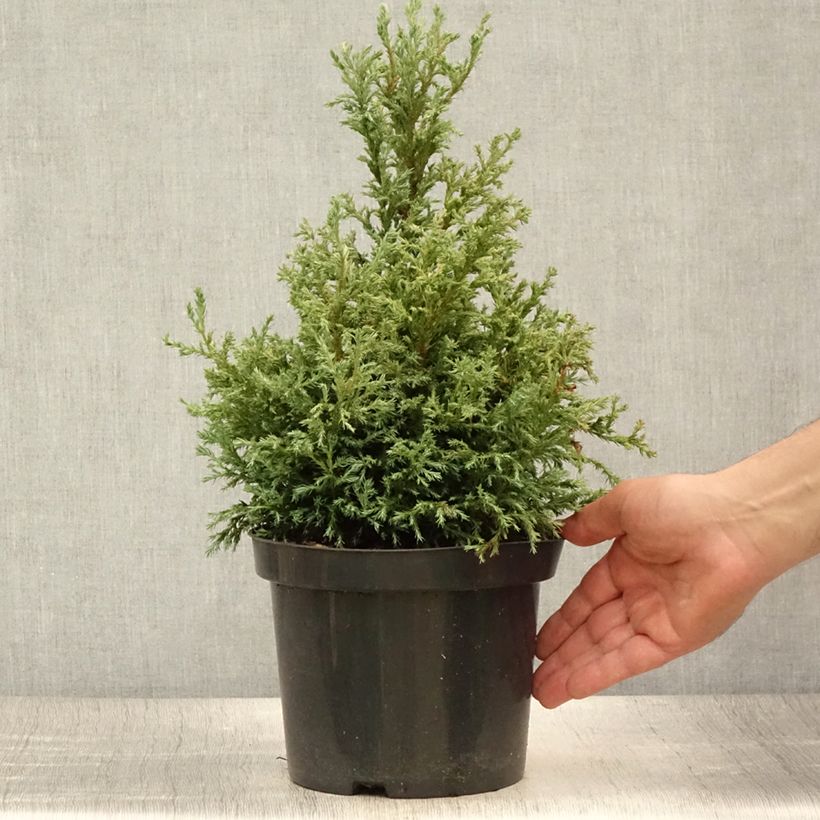 Exemplaar van Chamaecyparis pisifera Baby Blue - Schijncipres Pot van 3 l/4 l zoals geleverd in de zomer