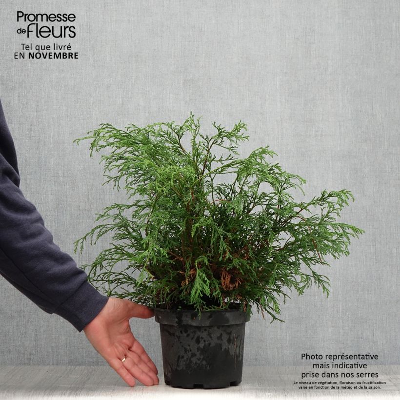 Exemplaar van Chamaecyparis pisifera Filifera - Schijncipres Pot van 2 l/3 l zoals geleverd in de herfst