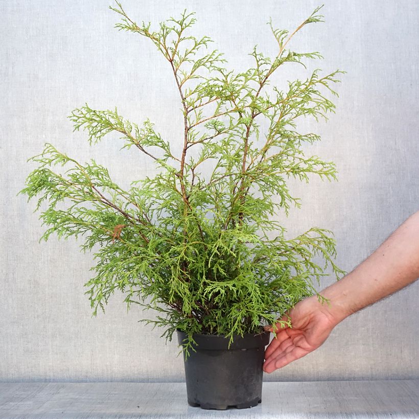 Exemplaar van Chamaecyparis pisifera Filifera - Schijncipres Pot van 2 l/3 l zoals geleverd in de zomer