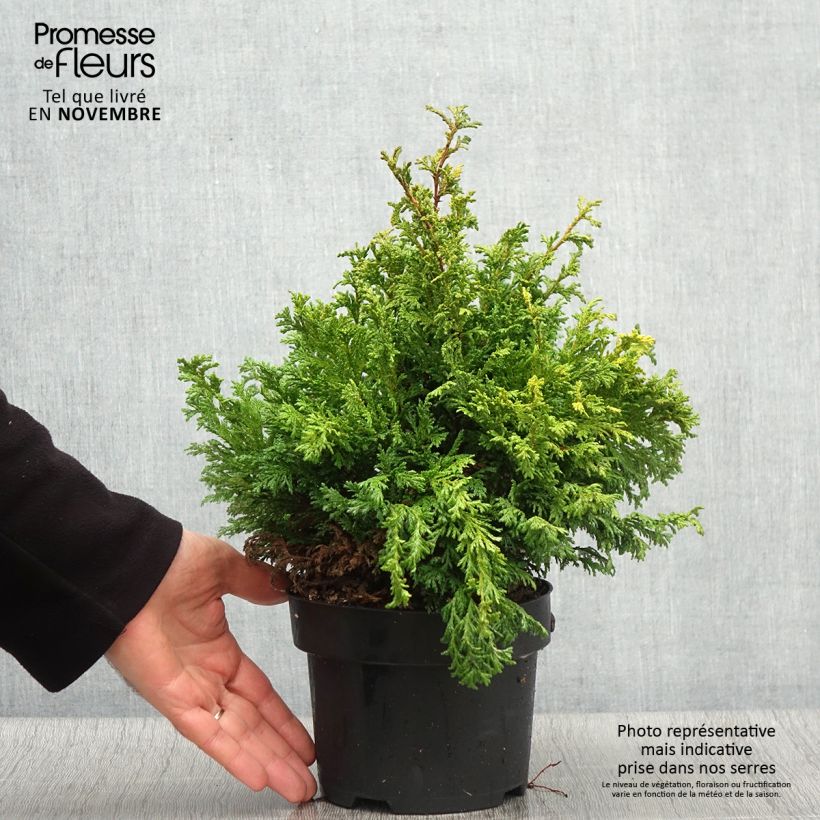 Exemplaar van Chamaecyparis pisifera Golden Pincushion - Schijncipres Pot van 2 l/3 l zoals geleverd in de herfst