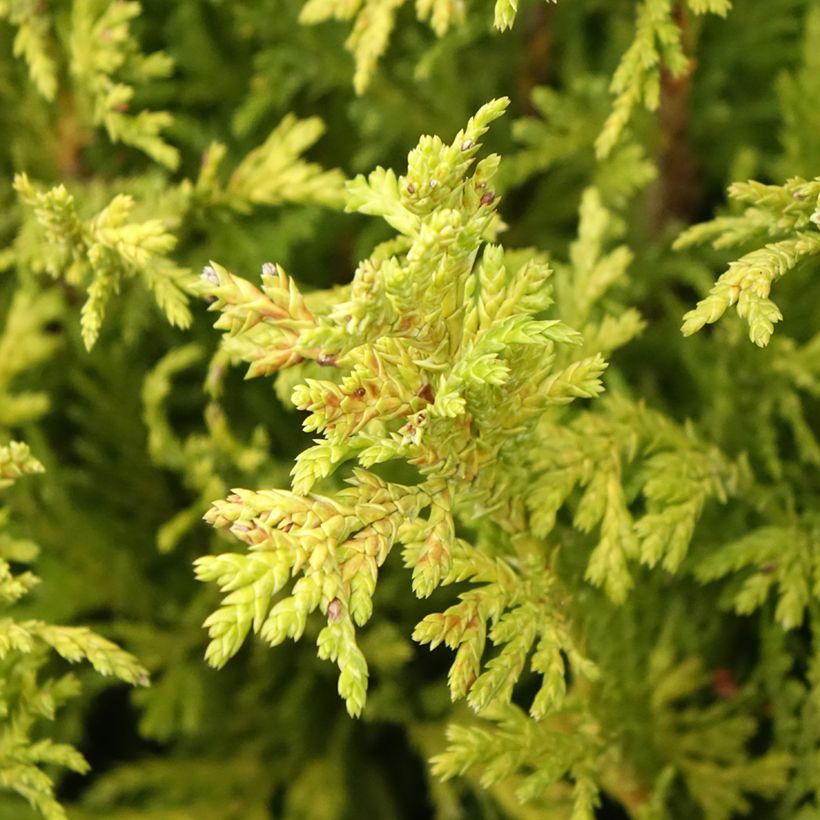 Chamaecyparis pisifera Golden Pincushion - Schijncipres (Blad)