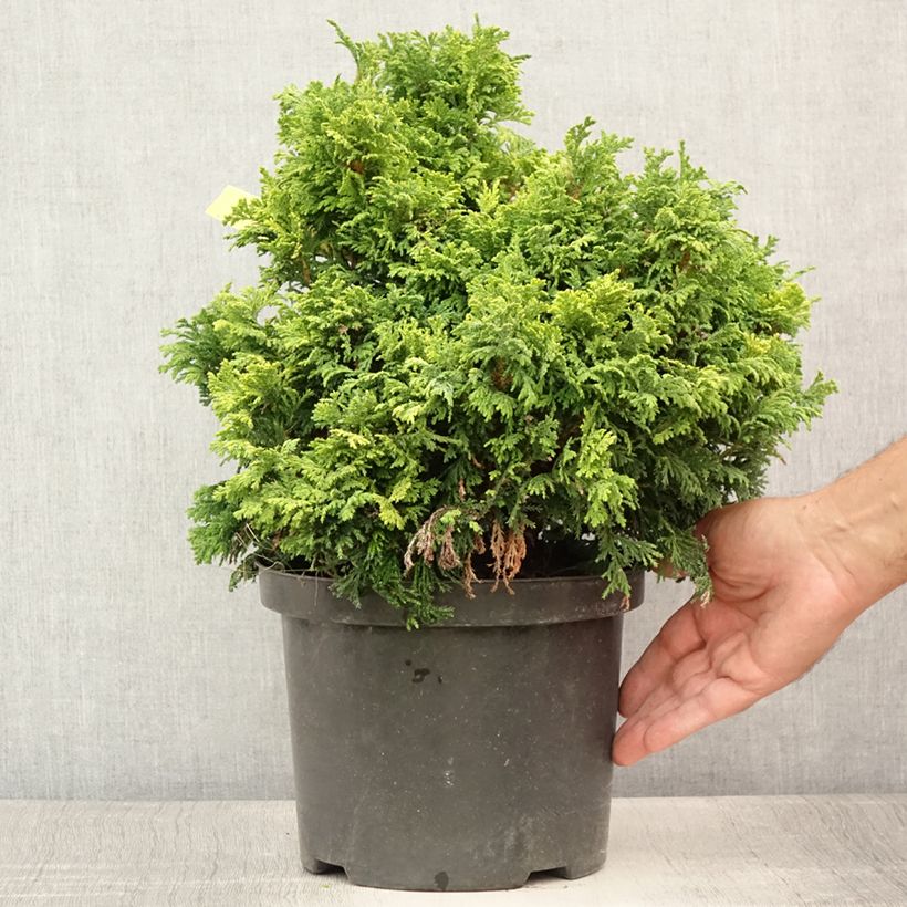 Exemplaar van Chamaecyparis pisifera Golden Pincushion - Schijncipres Pot van 4 l/5 l zoals geleverd in de zomer
