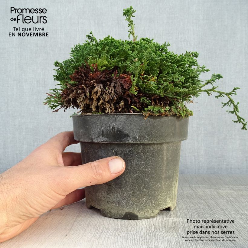 Exemplaar van Chamaecyparis pisifera Hime-sawara - Schijncipres Pot van 2 l/3 l zoals geleverd in de herfst