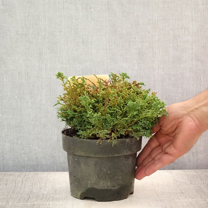 Exemplaar van Chamaecyparis pisifera Hime-sawara - Schijncipres Pot van 2 l/3 l zoals geleverd in de zomer