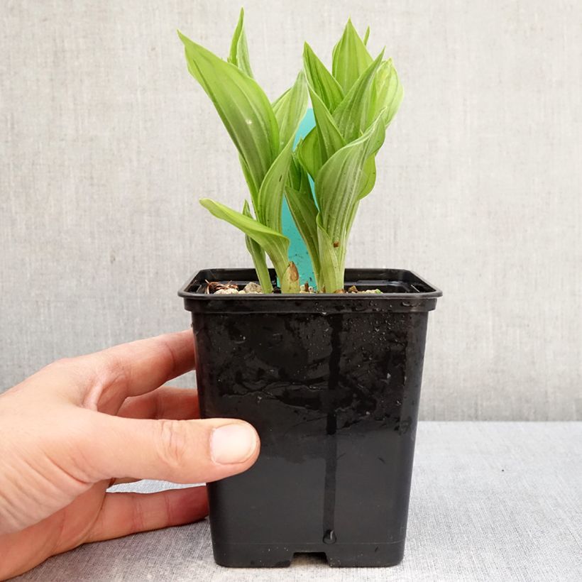 Exemplaar van Cypripedium Bernd Pastel - Vrouwenschoentje Pot van 1 l/1,5 l zoals geleverd in de lente