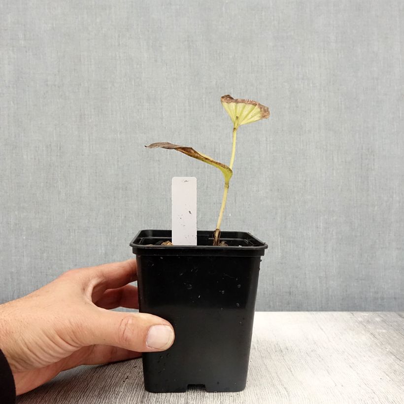 Exemplaar van Cypripedium Emil - Sabot de Venus hybride Pot de 1L/1,5L zoals geleverd in de herfst