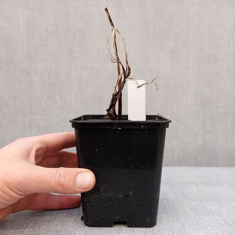 Exemplaar van Cypripedium Emil - Vrouwenschoentje Pot van 1 l/1,5 l zoals geleverd in de winter