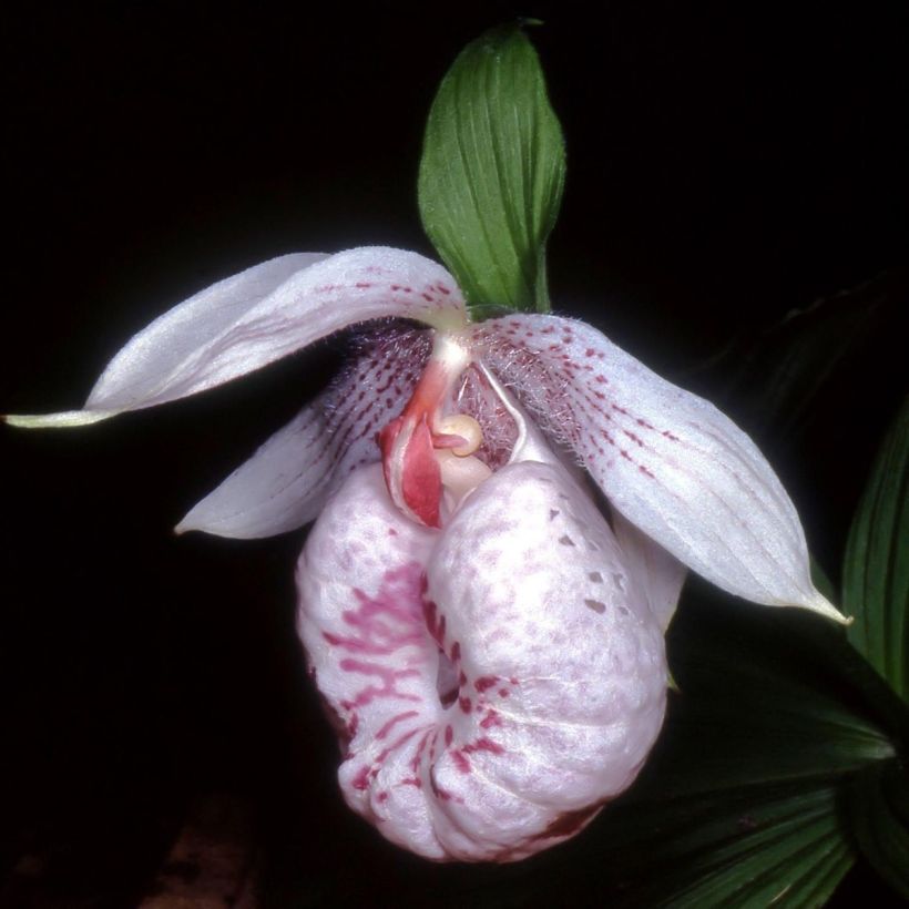 Cypripedium formosanum - Vrouwenschoentje (Flowering)