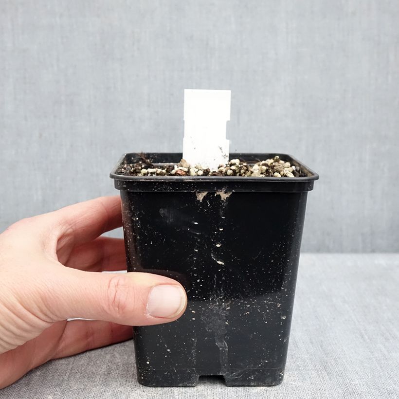 Example of Cypripedium formosanum - Vrouwenschoentje Pot van 1 l/1,5 l as you get in hiver