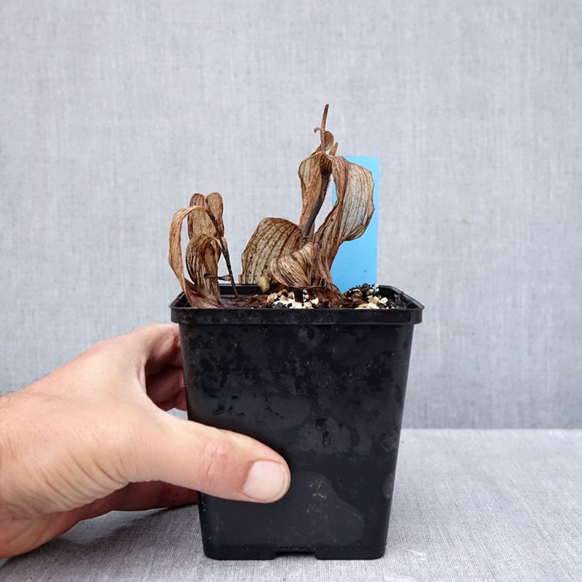 Exemplaar van Cypripedium Gisella - Vrouwenschoentje Pot van 1 l/1,5 l zoals geleverd in de herfst