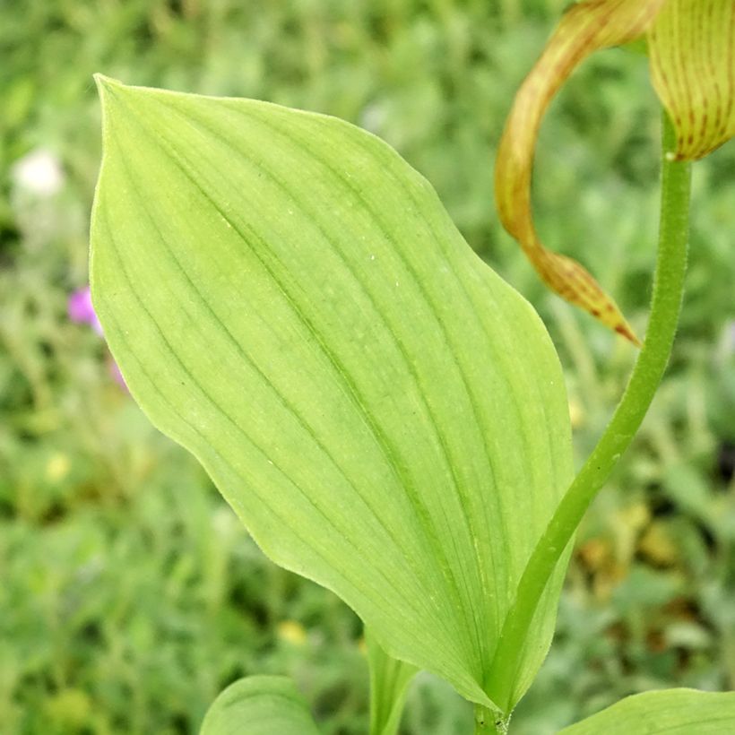 Cypripedium Inge - Vrouwenschoentje (Blad)