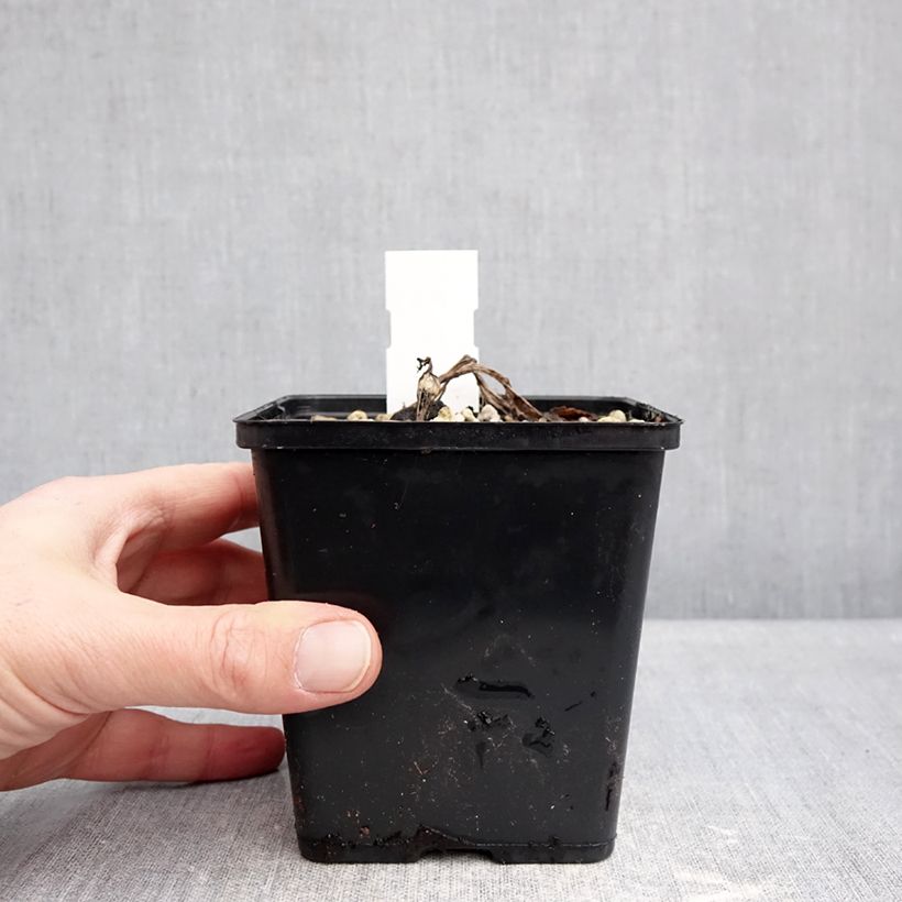 Exemplaar van Cypripedium Sabine - Vrouwenschoentje Pot van 1 l/1,5 l zoals geleverd in de winter