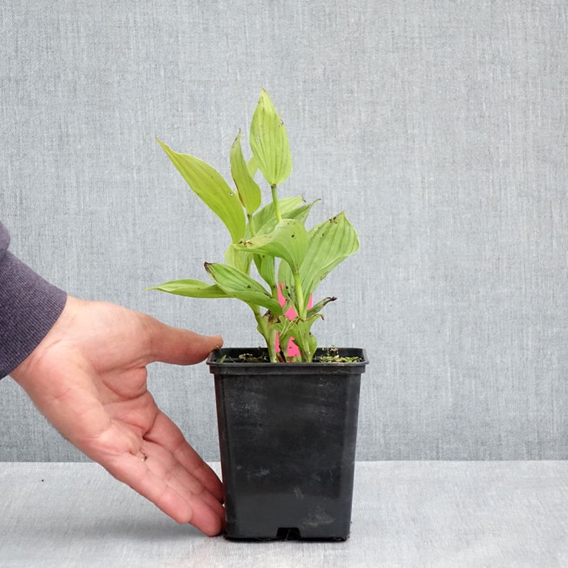 Exemplaar van Cypripedium Sabine - Vrouwenschoentje Pot van 1 l/1,5 l zoals geleverd in de lente