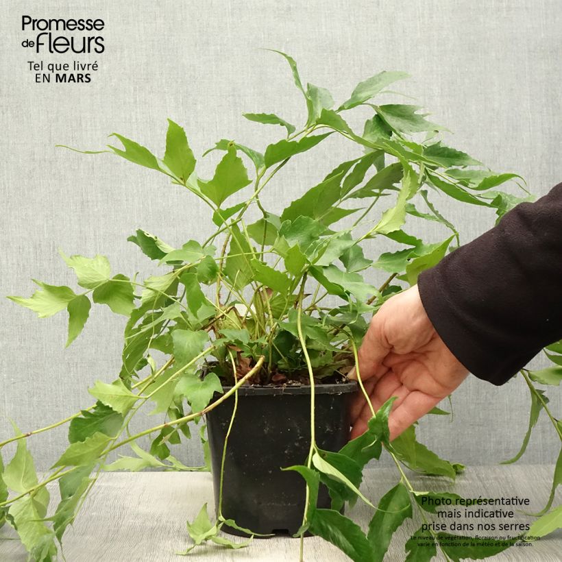 Example of Cyrtomium falcatum - IJzervaren Pot van 2 l/3 l as you get in printemps