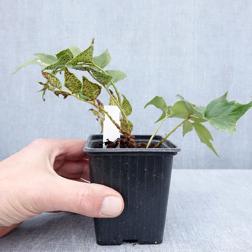 Exemplaar van Cyrtomium falcatum Spin Cycle - IJzervaren Kweekpotje van 8/9 cm zoals geleverd in de lente