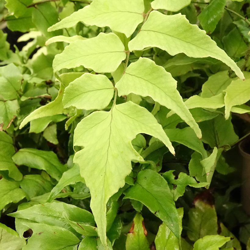 Cyrtomium fortunei clivicola - IJzervaren (Blad)