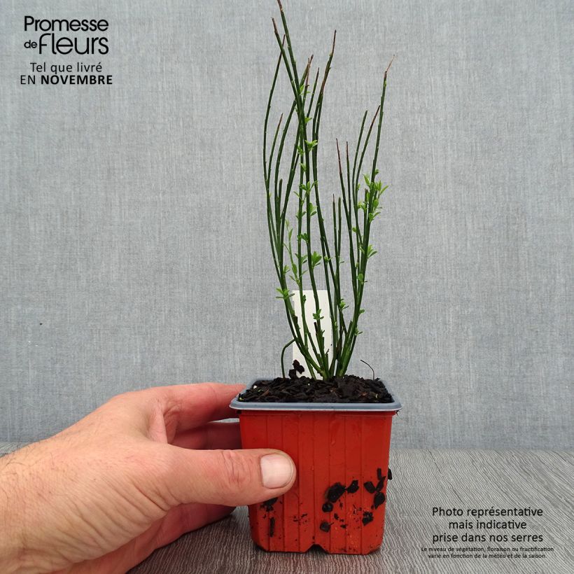 Exemplaar van Cytisus procumbens Zeelandia - Brem Kweekpotje van 8/9 cm zoals geleverd in de herfst
