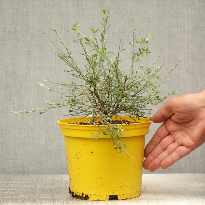 Exemplaar van Cytisus racemosus Phebus - Kamerbrem Pot van 2 l/3 l zoals geleverd in de zomer