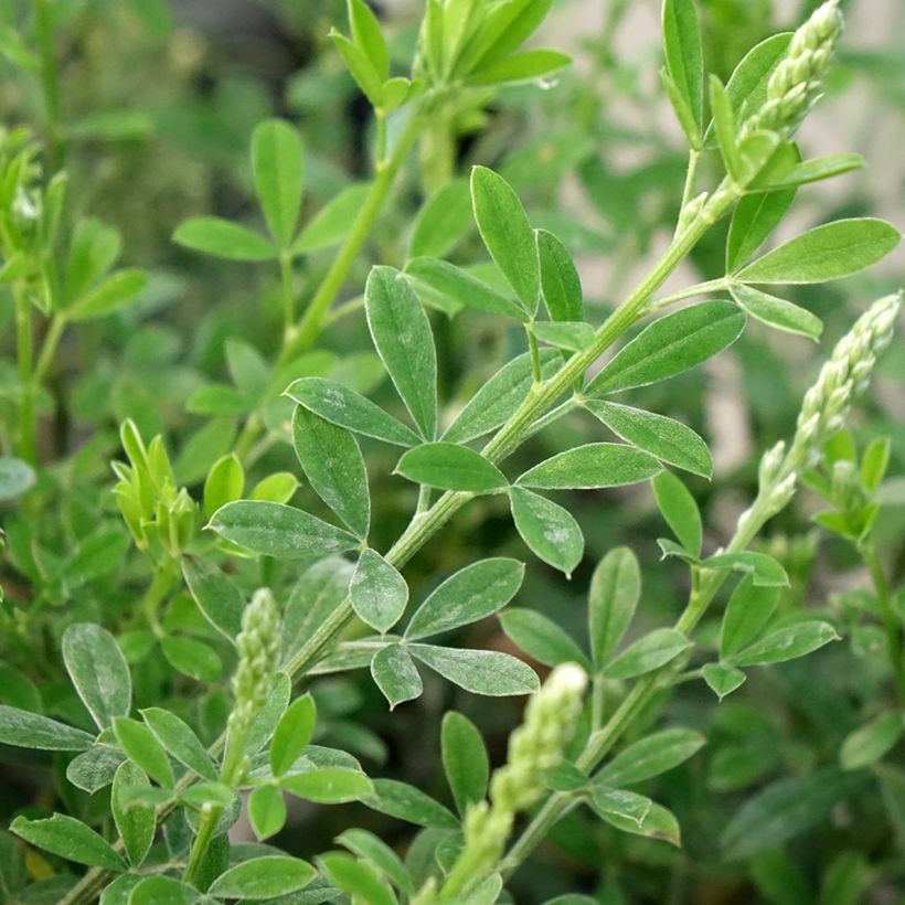 Cytisus racemosus Phebus - Kamerbrem (Blad)