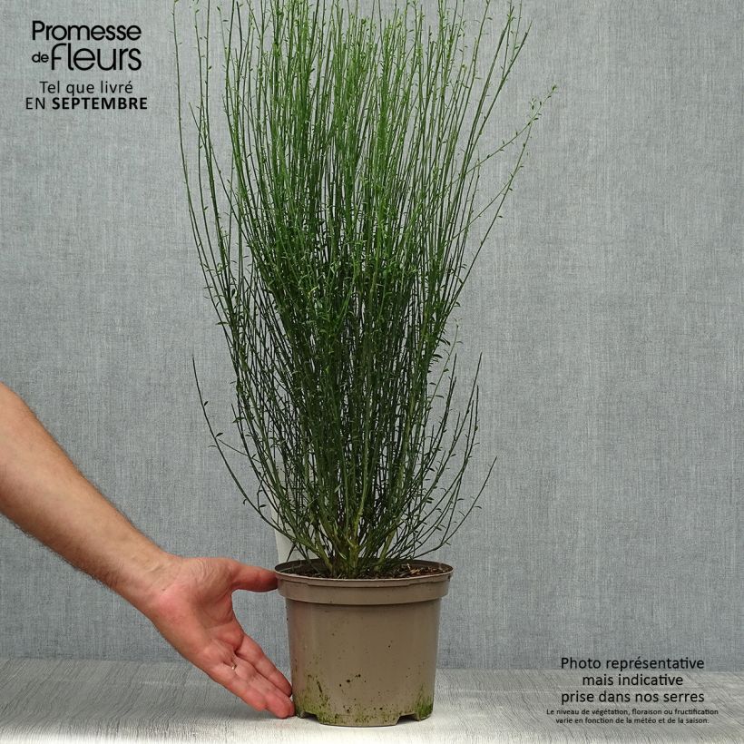Exemplaar van Cytisus scoparius Apricot Gem - Brem Pot van 2 l/3 l zoals geleverd in de herfst