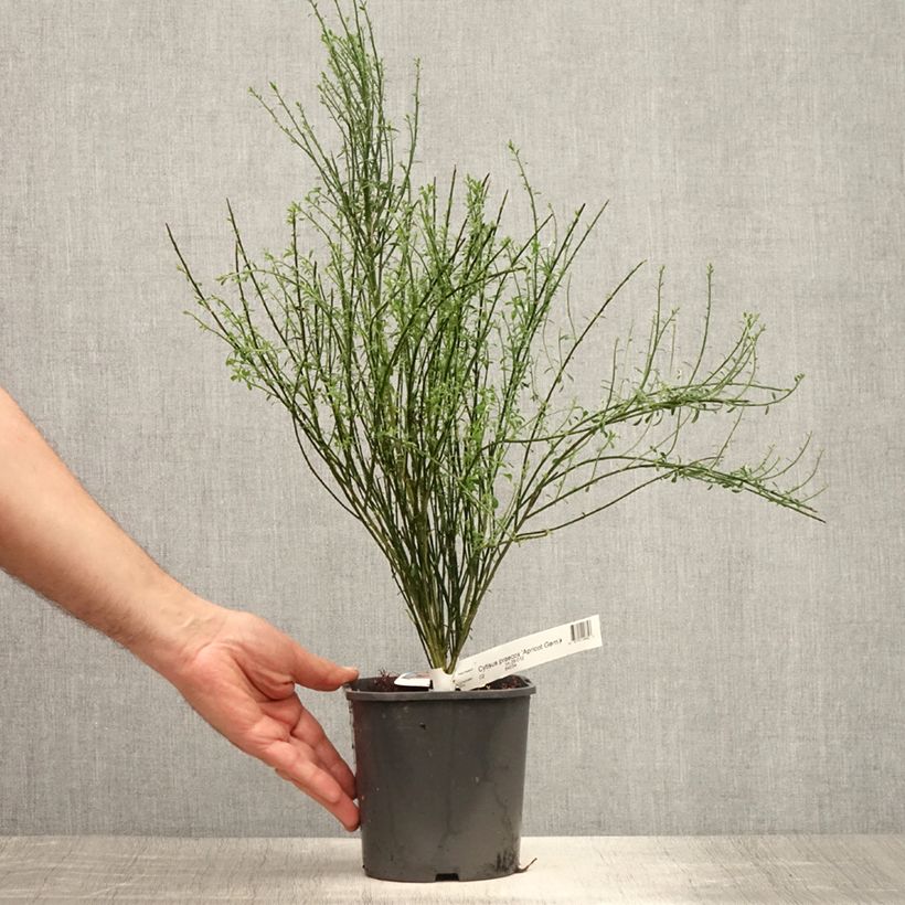 Exemplaar van Cytisus scoparius Apricot Gem - Brem Pot van 2 l/3 l zoals geleverd in de zomer